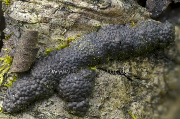 Fokus-Natur Bild