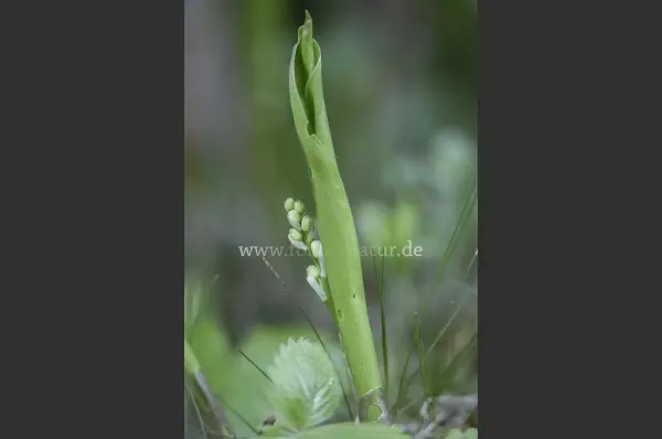 Fokus-Natur Bild