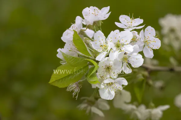 Fokus-Natur Bild