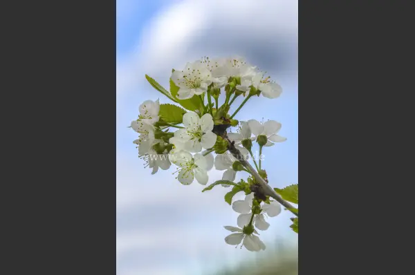 Fokus-Natur Bild