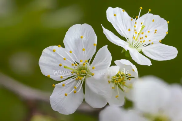 Fokus-Natur Bild