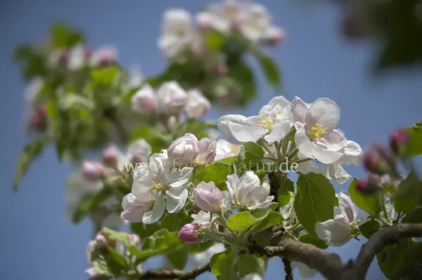 Fokus-Natur Bild