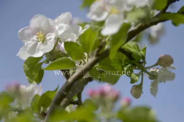 Fokus-Natur Bild