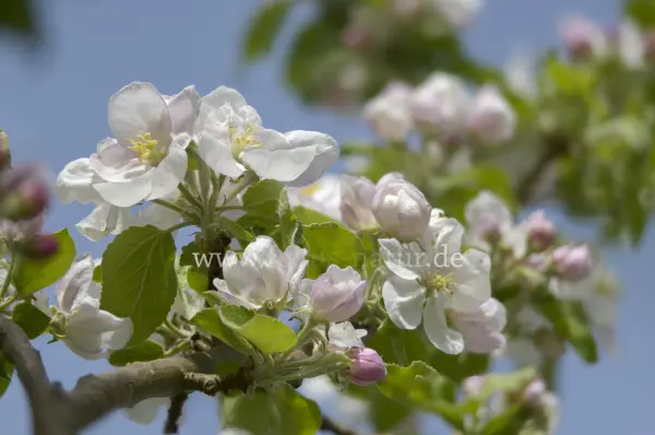 Fokus-Natur Bild