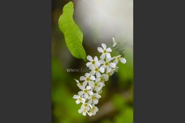 Fokus-Natur Bild