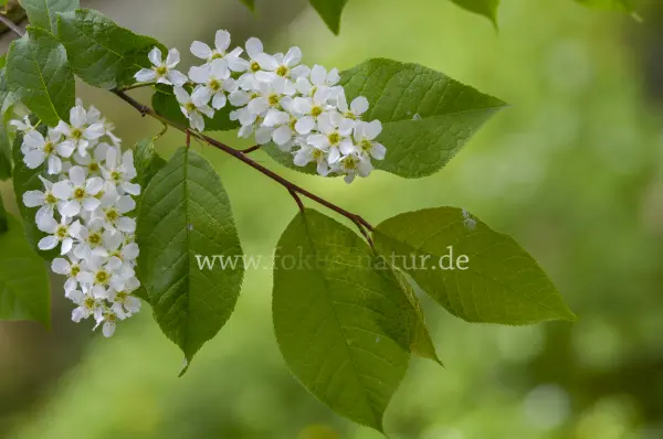 Fokus-Natur Bild