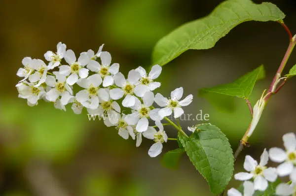 Fokus-Natur Bild