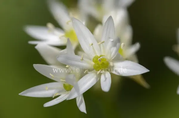 Fokus-Natur Bild
