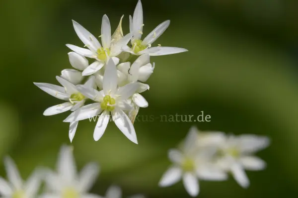 Fokus-Natur Bild