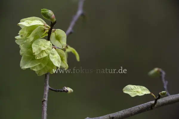 Fokus-Natur Bild