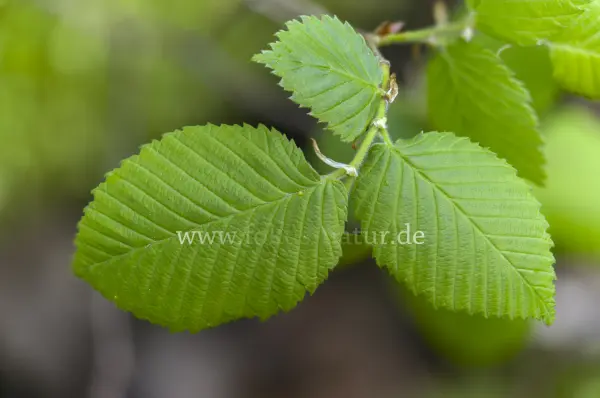 Fokus-Natur Bild