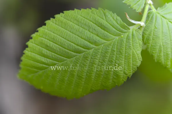 Fokus-Natur Bild