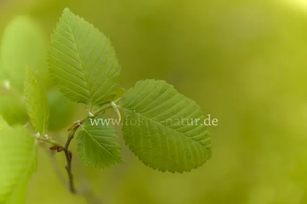 Fokus-Natur Bild