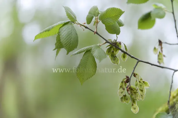 Fokus-Natur Bild
