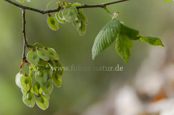Fokus-Natur Bild