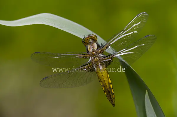 Fokus-Natur Bild