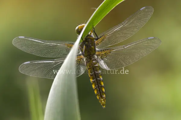 Fokus-Natur Bild