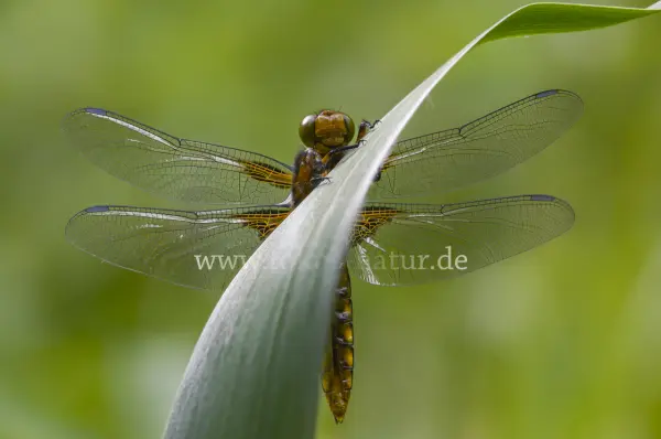 Fokus-Natur Bild