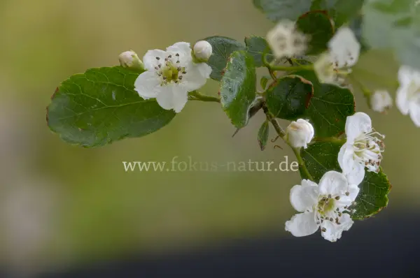 Fokus-Natur Bild