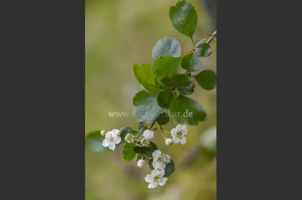 Fokus-Natur Bild