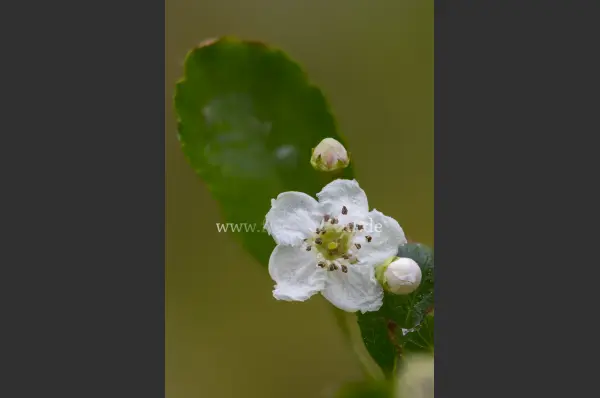 Fokus-Natur Bild