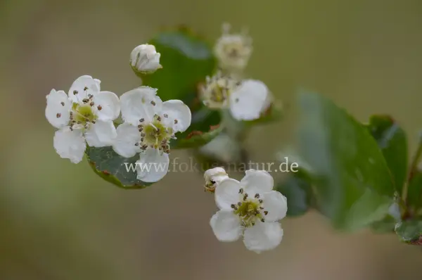 Fokus-Natur Bild