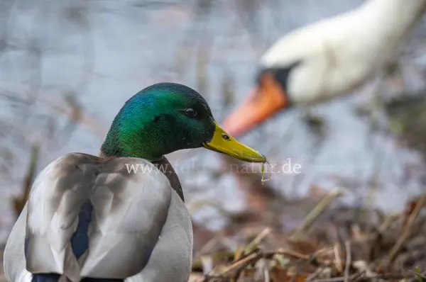 Fokus-Natur Bild