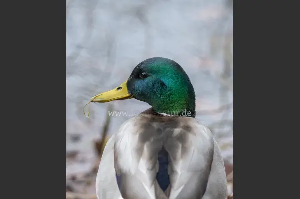 Fokus-Natur Bild