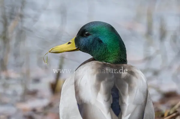Fokus-Natur Bild