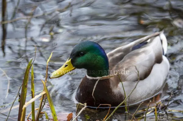 Fokus-Natur Bild