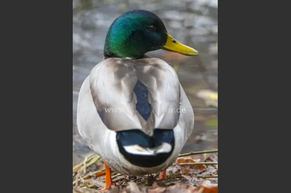 Fokus-Natur Bild