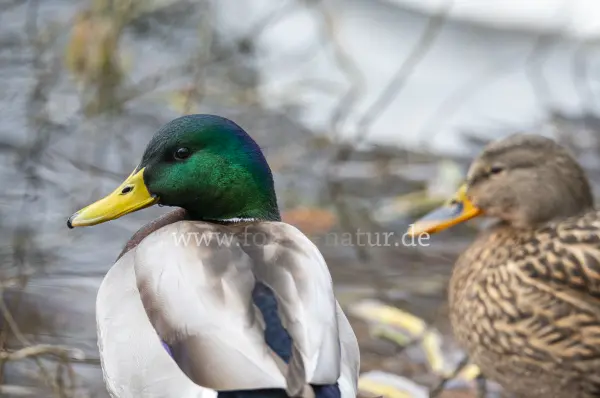Fokus-Natur Bild