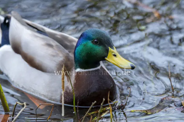 Fokus-Natur Bild