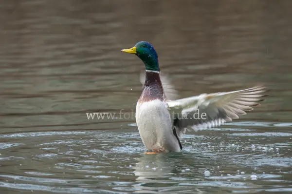 Fokus-Natur Bild