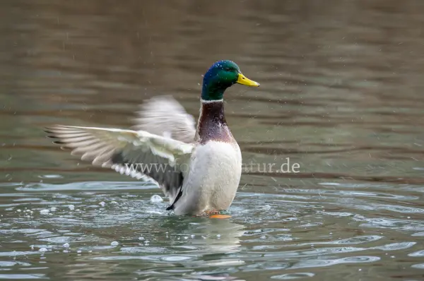 Fokus-Natur Bild