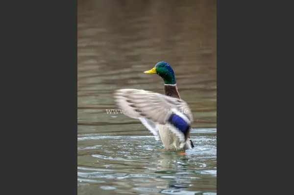 Fokus-Natur Bild