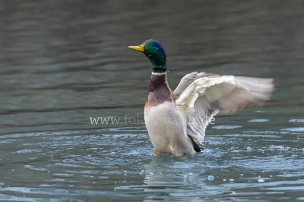 Fokus-Natur Bild