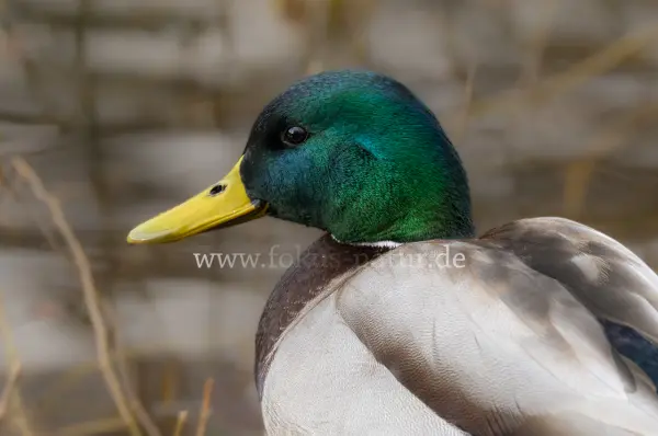 Fokus-Natur Bild