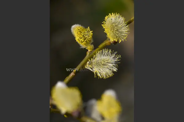 Fokus-Natur Bild