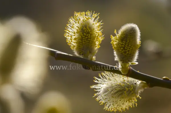 Fokus-Natur Bild