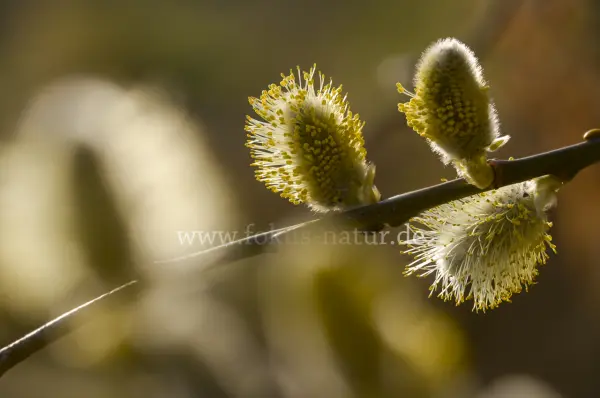 Fokus-Natur Bild
