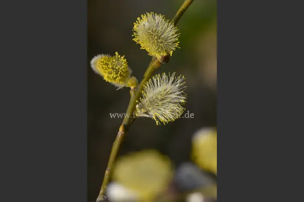 Fokus-Natur Bild