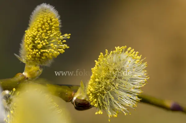Fokus-Natur Bild