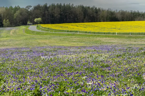 Fokus-Natur Bild