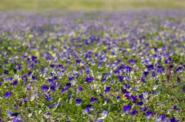 Fokus-Natur Bild
