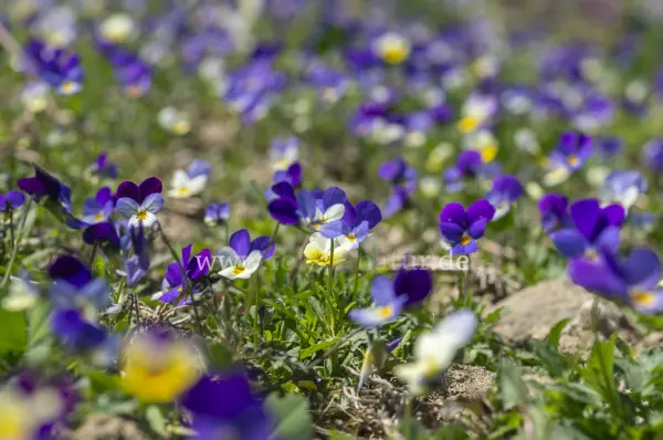 Fokus-Natur Bild
