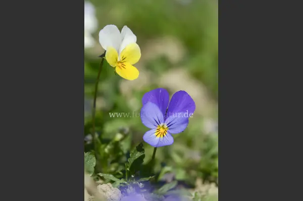 Fokus-Natur Bild