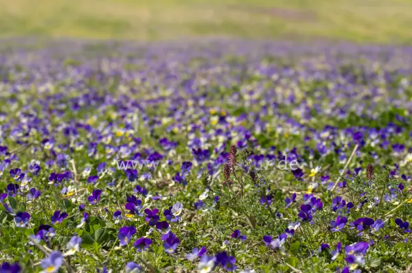 Fokus-Natur Bild