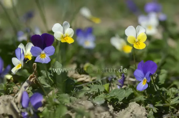 Fokus-Natur Bild