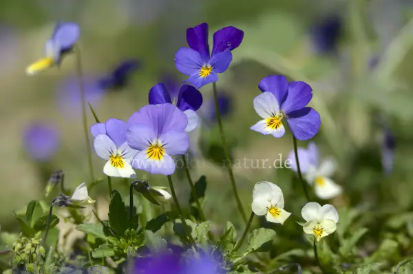Fokus-Natur Bild